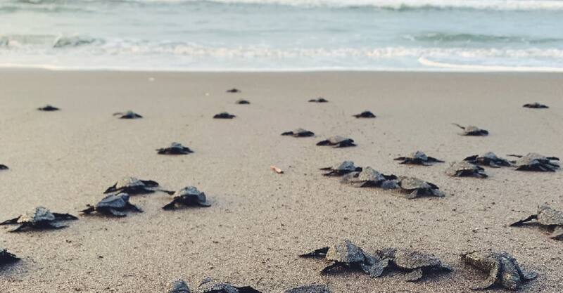 Releasing Sea Turtles