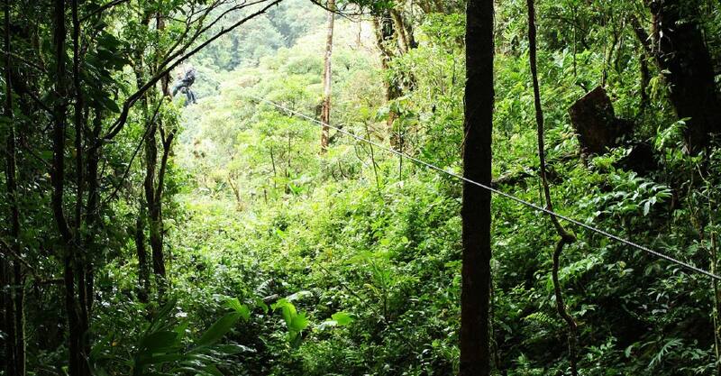 Jungle Zipline