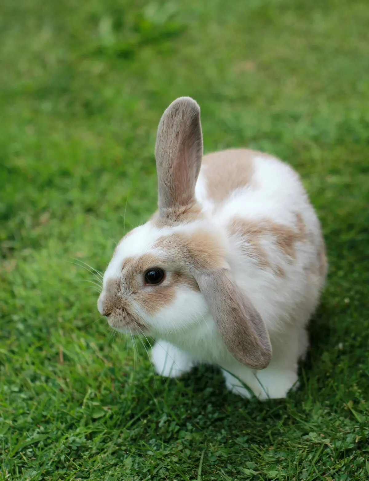 One of the resident bunnies on the lawn